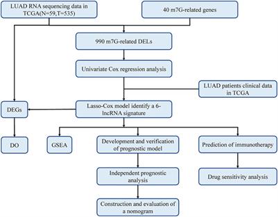 Risk Model and Immune Signature of m7G-Related lncRNA Based on Lung Adenocarcinoma